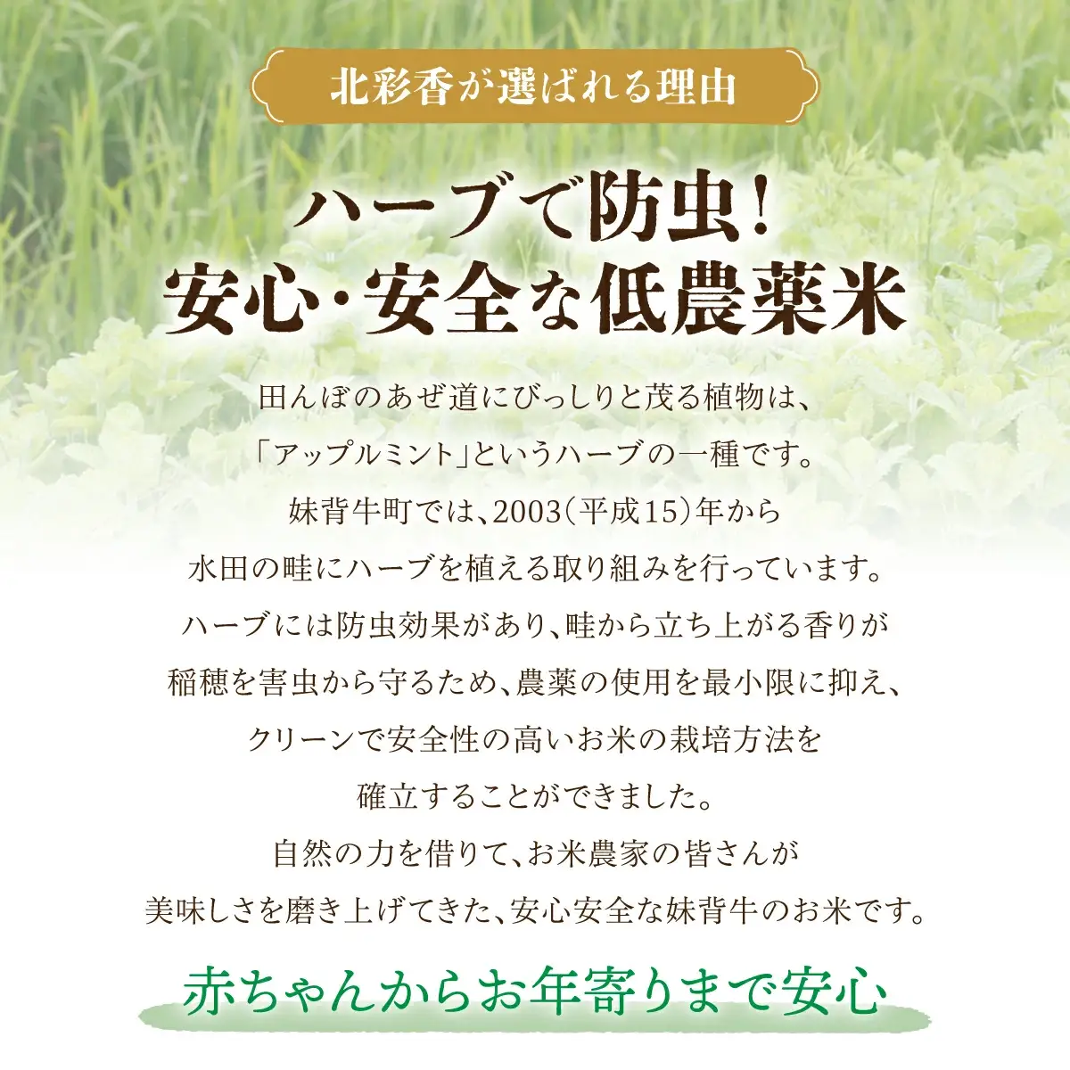 令和8年産 妹背牛産 頂寒熟米 【北彩香(特Ａ２品種)】贈答用36個 2026年12月発送