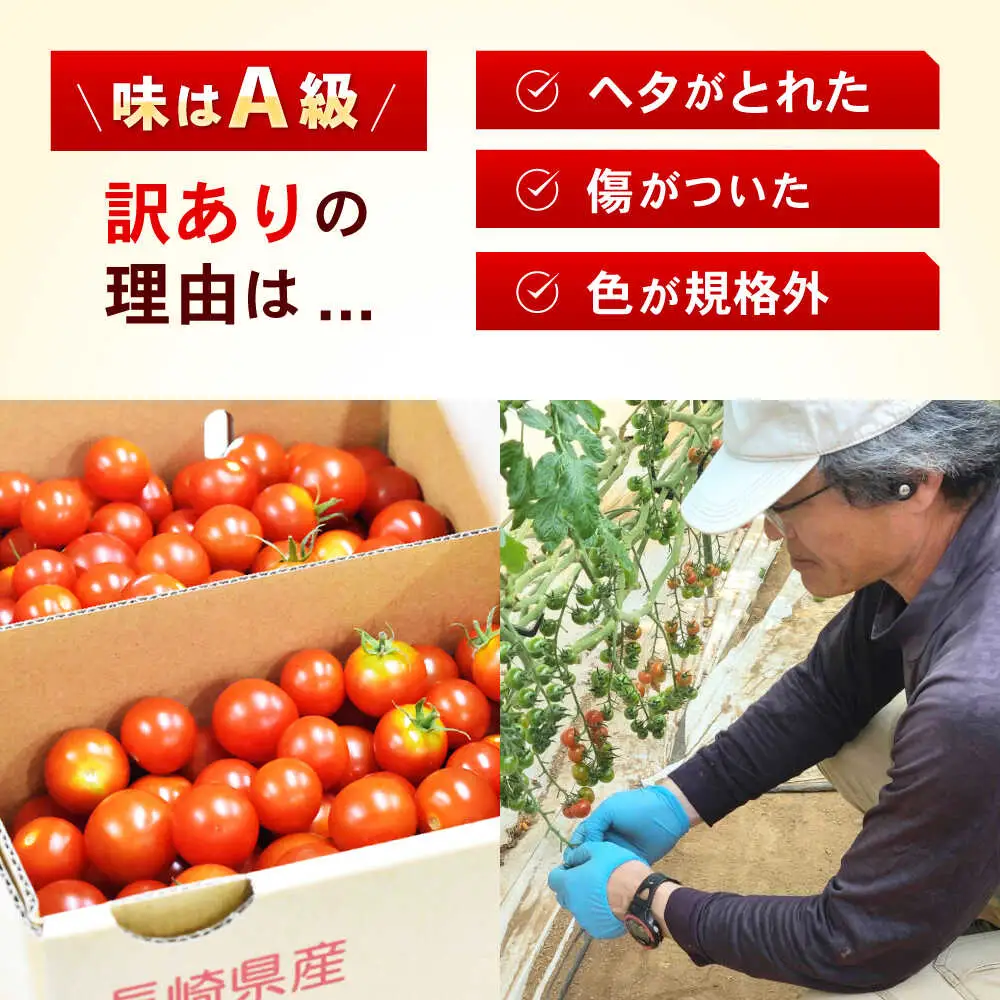 【訳あり】ミニトマト 3kg / 訳あり 訳アリ ミニトマト プチトマト トマト とまと 野菜 やさい / 諫早市 / 原農園 [AHCZ001]