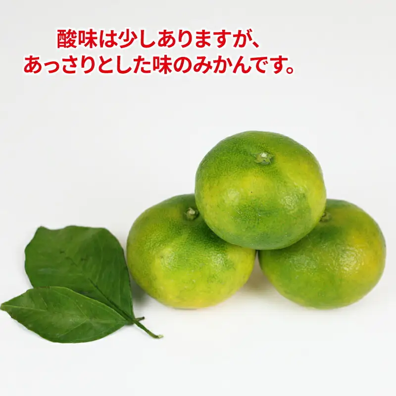 【ご家庭用】極早生みかん10kgWF|みかん(B010-024015)