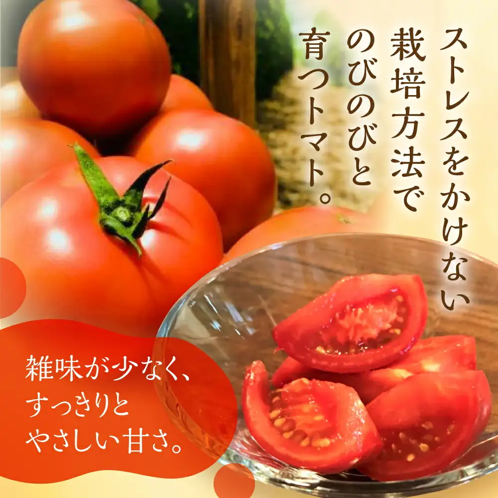 【2026年7月下旬～発送】大玉トマト 3kg / トマト 池田農園
