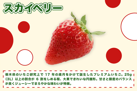 [先行予約] プレミアム『スカイベリー』大粒のみ厳選 8粒から15粒詰 約420g [2027年1月上旬より順次発送] [1028]