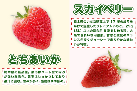 [先行予約]『スカイベリー』＆『とちあいか』食べ比べセット 270g×2パック (粒の大きさお任せ／大粒から中粒厳選) [2027年1月上旬より順次発送] [1031]