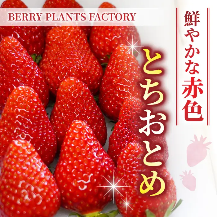【2回定期便】長野県産いちご「とちおとめ」（1kg以上）｜BERRY PLANTS FACTORY 東御市産