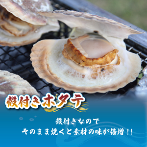 特Lサイズ 殻付き 活ほたて 6枚 12cm以上 ほたて