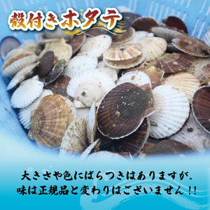 訳あり 殻付き 活ホタテ 10枚 ＼ ホタテ ／