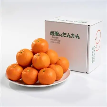 【数量限定】鹿児島県枕崎産 山下農園の濃密こだわりたんかん A5-16_果物・フルーツ  柑橘 _【配送不可地域：離島】【1167031】