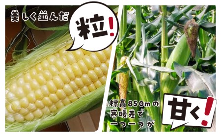 《2026年先行予約》甘い！飛騨のとうもろこし ゴールドラッシュ 4kg とうもろこし [B0224] syun31
