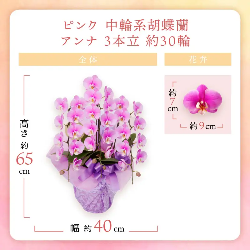 胡蝶蘭 ピンク中輪アンナ3本立 30輪【008C-006】