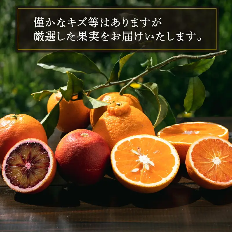柑橘 詰合せ 2.5kg コルレオファーム 柑橘 B012-145007