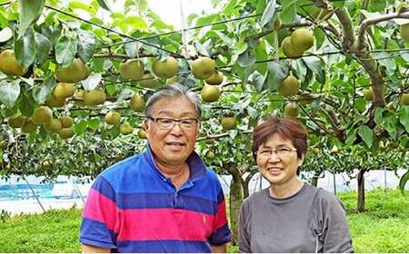 【幸水（4L～5L）5玉】土づくりからこだわる！榎本さんの「朝もぎ梨」　【11246-0379】
