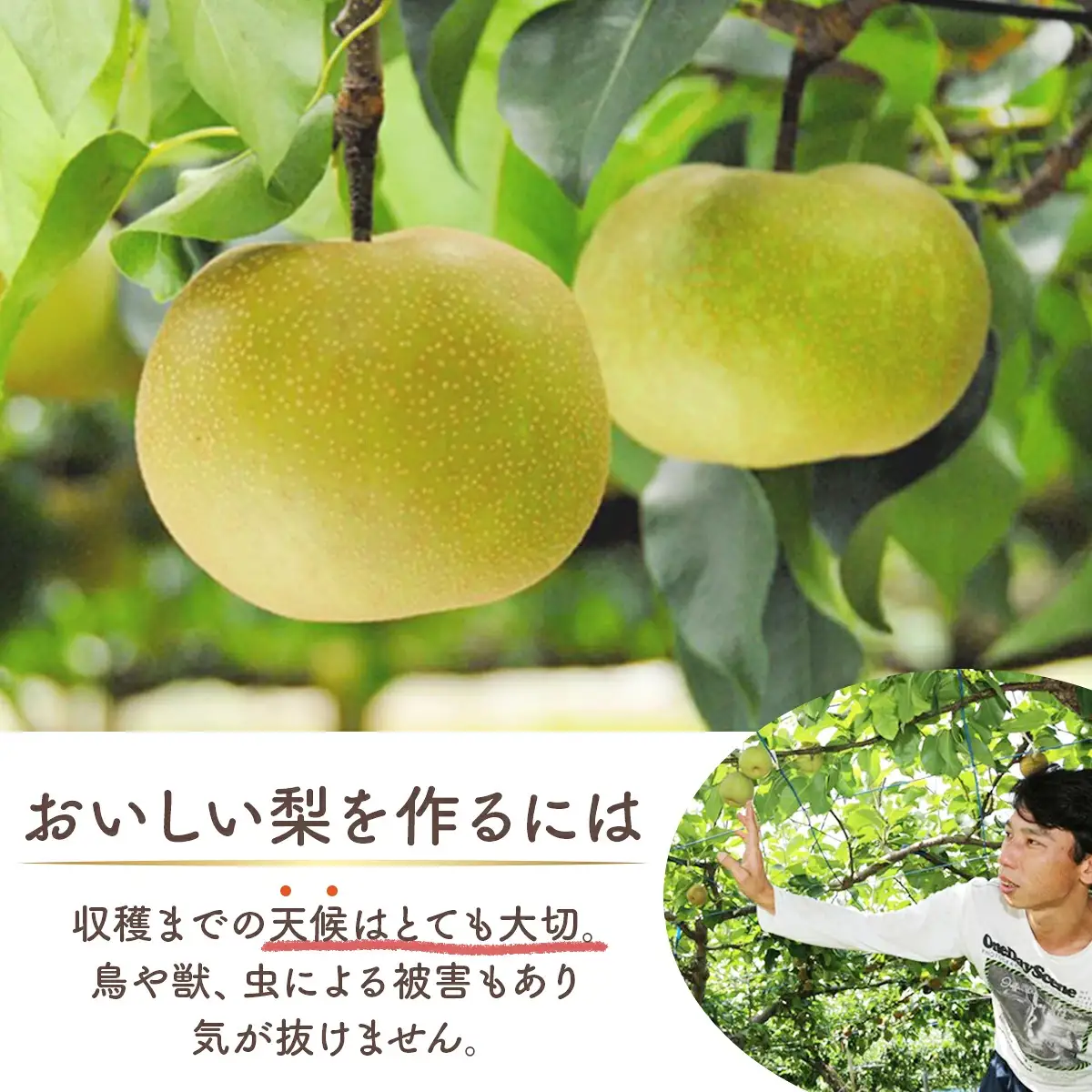 白岡の梨「白岡美人」あきづき梨約5kg（12～14玉）　【11246-0084】