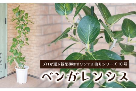 【観葉植物】ベンガレンシス 曲り10号 観葉植物
