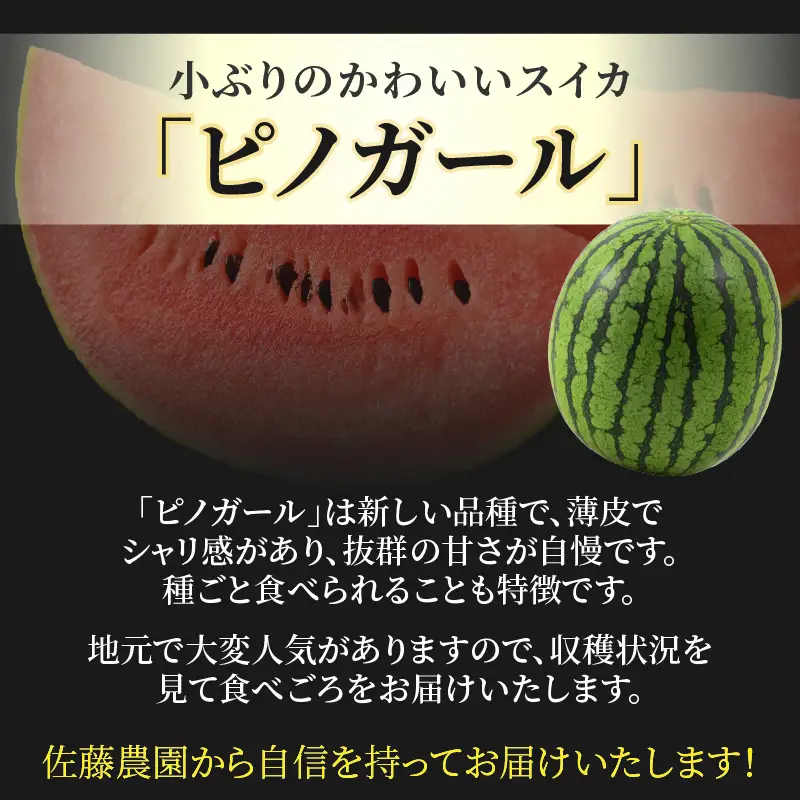 【先行予約】佐藤農園の小玉スイカ ピノガール 2玉（計3kg以上）／福井県 あわら市 フルーツ 夏 果物 西瓜 秀品 農家直送 有機肥料 低農薬 佐藤農園 ※2027年5月下旬～6月末の間に順次発送 [aw069-a014]