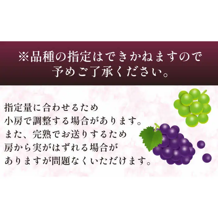 【2027年8月-発送】【数量限定】 旬の珍しい厳選 ぶどう 約 2kg / 旬 フルーツ ぶどう ブドウ 葡萄 マスカット 果物 くだもの 産地直送 / 南島原市 / 長崎県農産品流通合同会社 [SCB051]