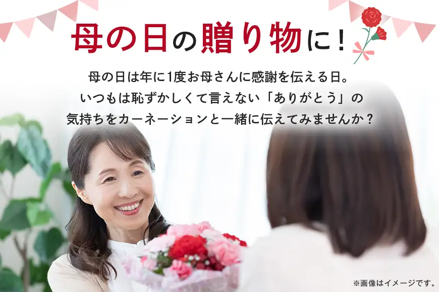 カーネーション オレンジ系 鉢植え 母の日 贈り物 A07-009 