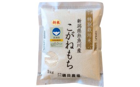 【令和8年産】新潟県産 もち米『こがねもち』1kg 令和8年産 ふっくらモチモチ！ 芳醇な甘い香り 磯貝農場【ふるさと納税 米 ブランド米 餅 赤飯 おこわ 糸魚川】磯貝農場