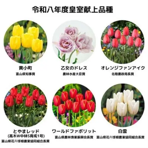 チューリップ球根 皇室献上品種セット_花・観葉植物  花 _【1345691】