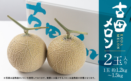 《先行予約》2027年　純系古田メロン2玉 メロン 石井農園
