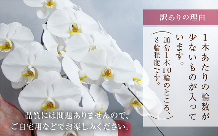 胡蝶蘭 大輪 白色 3本立ち 訳あり (24輪以上) 胡蝶蘭