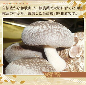 最高級 肉厚椎茸 清流椎茸 1kg (200g×5パック)_DM6003