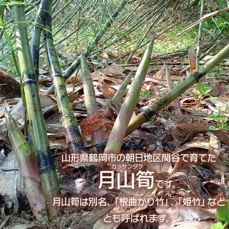 【令和9年産】 月山筍 2Lサイズ 1kg 山形県鶴岡産 グレイスファーム