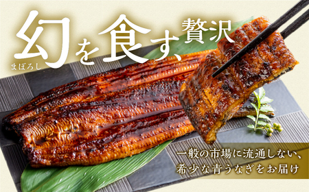 最高級 特上 幻の青うなぎ 20尾 うなぎ
