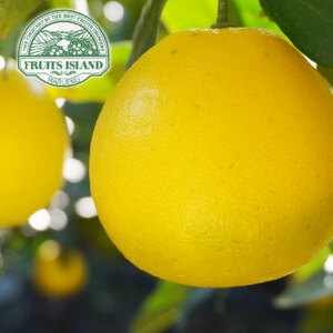 訳あり 美生柑 みしょうかん 約10kg 河内晩柑 かわちばんかん 柑橘 愛媛 愛南 マルエム直販