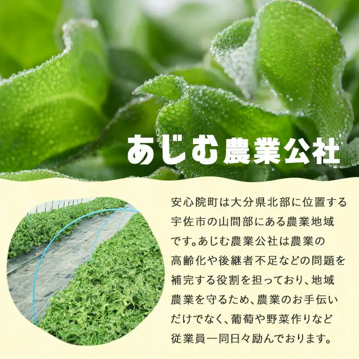 ＜先行予約受付中！12月中旬以降お申し込み順に発送予定＞アイスプラント(計約600g・150g×4パック)野菜 葉物野菜 葉野菜【114800201】【公益社団法人 あじむ農業公社】