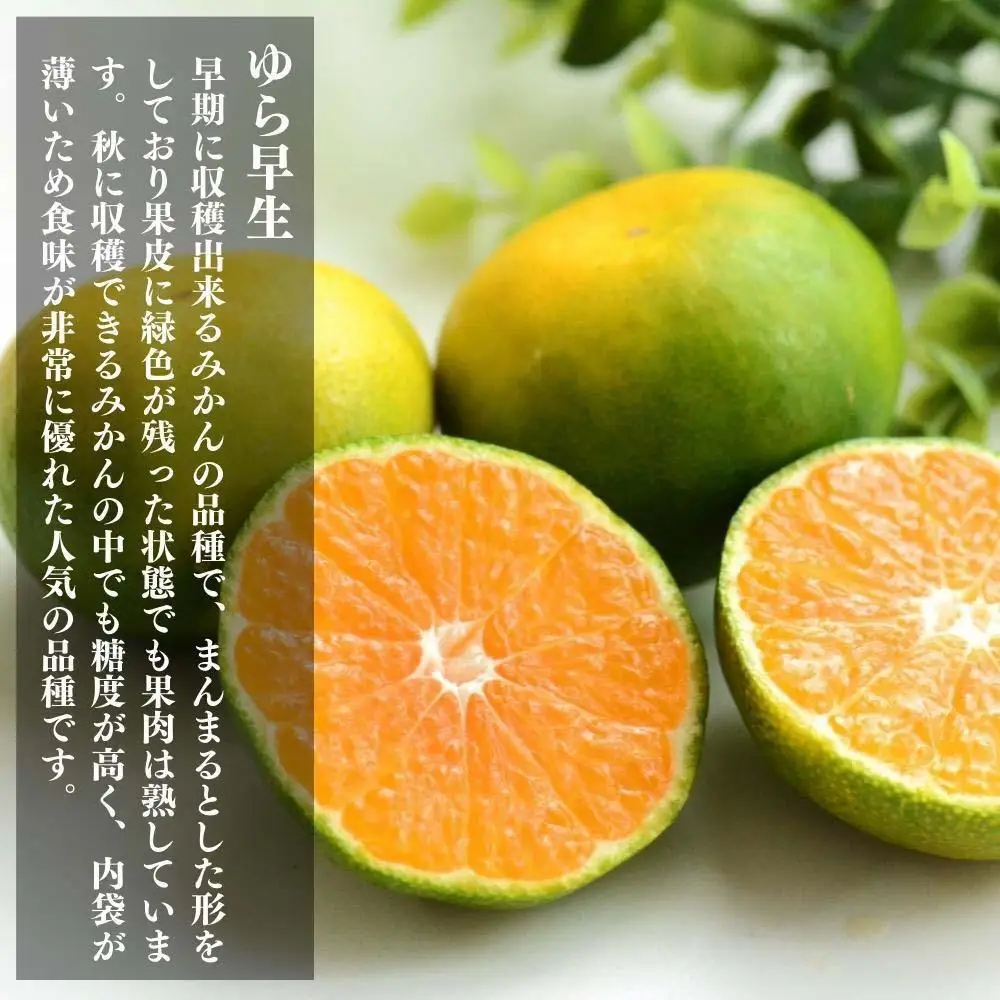 訳あり ゆら早生 みかん 箱込7.5kg(内容量 6.8kg)サイズミックス 有田みかん 和歌山県産 【みかんの会】［2026年10月下旬頃より順次発送予定］