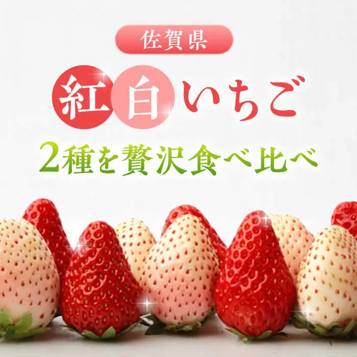 【2027年1月中旬より順次発送】紅白いちごのセット 佐賀県産 いちごさん・パールホワイト各220g / 佐賀県 / かわさきいちご [41ASBJ001]