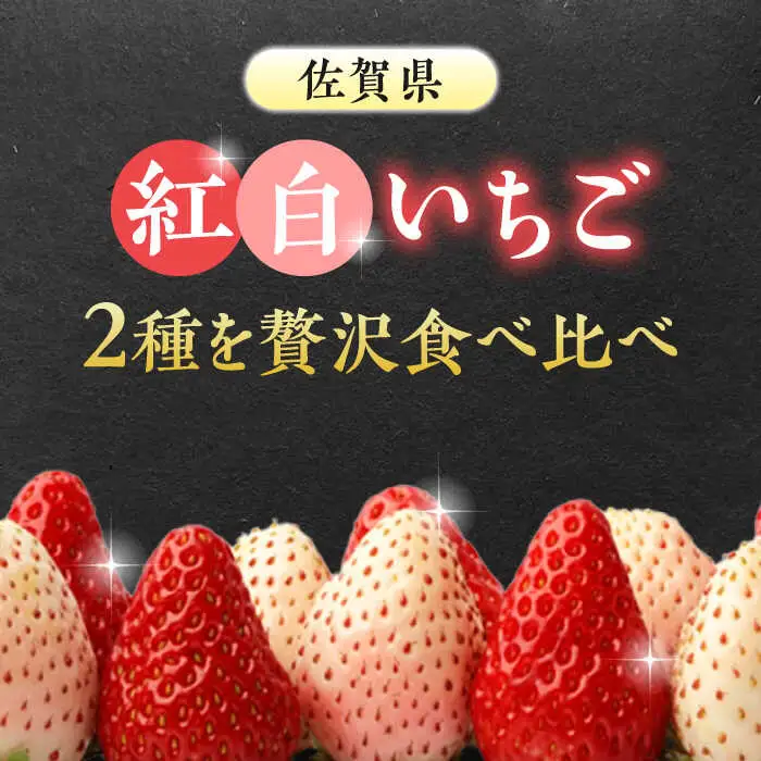 【2027年1月中旬より順次発送】【化粧箱入り】佐賀県産 いちごさん・パールホワイト 330g（約15-18粒） / 佐賀県 / かわさきいちご [41ASBJ002]