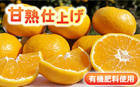 【2026年10月下旬以降発送】完熟 太良みかん 計3kg（2.6kg＋400g傷み保証分） / みかん / 佐賀県 / 山本農園 [41ATBT002]