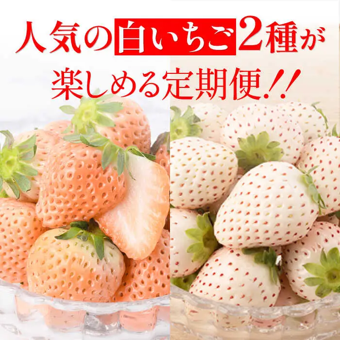 【全3回定期便】白いちご2種（淡雪・パールホワイト）/ いちご イチゴ 苺 果物 フルーツ 定期便 / 佐賀県ふるさと納税 [41AAZZ001]