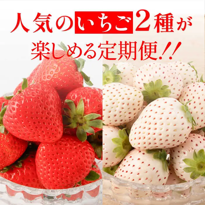 【全4回定期便】紅白いちご（恋みのり・パールホワイト）/ いちご イチゴ 苺 果物 フルーツ 定期便 / 佐賀県ふるさと納税 [41AAZZ002]