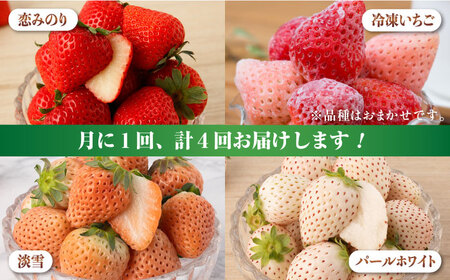 【全4回定期便】希少いちご（恋みのり・パールホワイト・淡雪・冷凍いちご）食べ比べ / 苺 果物 フルーツ / 佐賀県 [41AAZZ003]