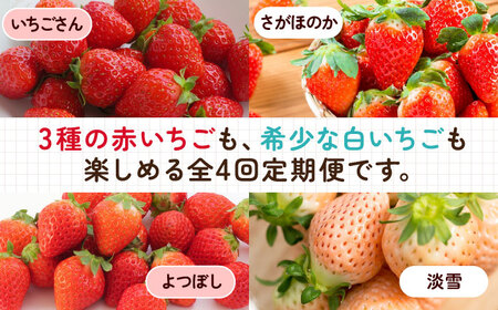 【全4回定期便】苺 4品種食べ比べ（いちごさん・さがほのか・よつぼし・淡雪） / 苺 / 佐賀県 / 岸川農園 [41ASAG033]