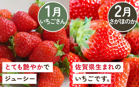 【全5回定期便】佐賀県産 いちご4品種（いちごさん・さがほのか・よつぼし・淡雪）と冷凍いちご食べ比べ / 佐賀県 / 岸川農園 [41ASAG039]