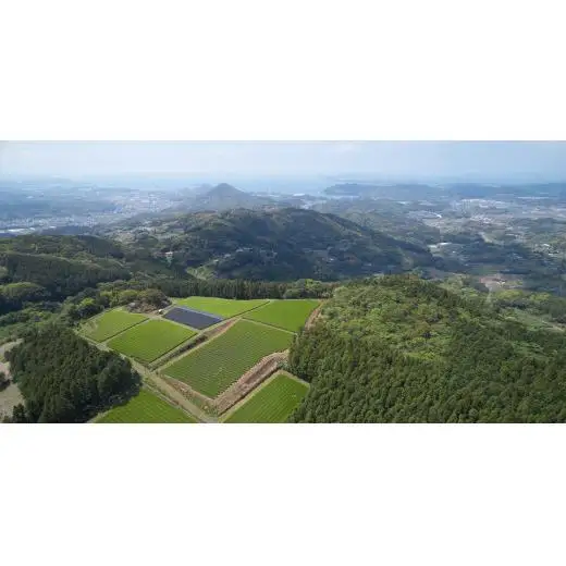 《定期便》 黄綬褒章受章 有機緑茶抹茶入りティーバッグ【12回お届け】