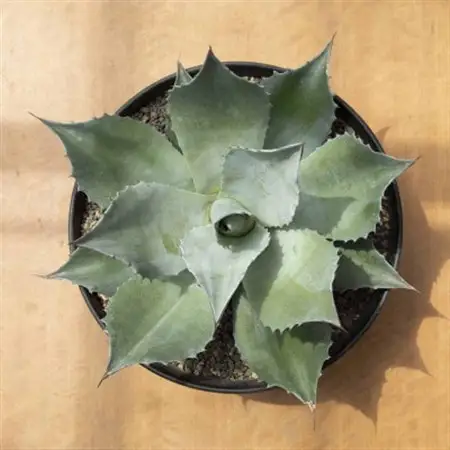 【圧倒的な存在感!】アガベ　オバティフォリア　11号鉢_花・観葉植物 観葉植物・苗木  _【1434441】