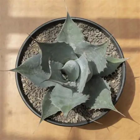 【注目度 急上昇中!】アガベ　パラサナ　9号鉢_花・観葉植物 観葉植物・苗木  _【1434452】