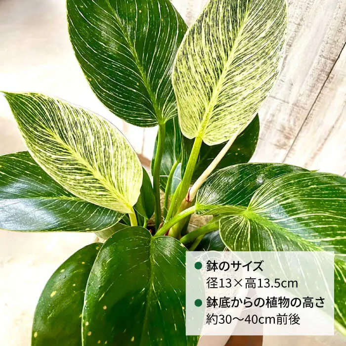 グリーンとホワイトのコントラストが美しい『 フィロデンドロン ・ バーキン 』 糸島市  / cocoha 観葉植物 [AWB032]