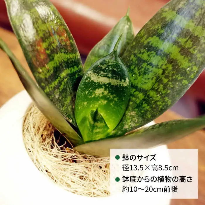 マイナスイオン発生植物『 サンセベリア ・ グリーンハニー 』  糸島市  / cocoha [AWB033] 観葉植物 インテリア グリーン 室内