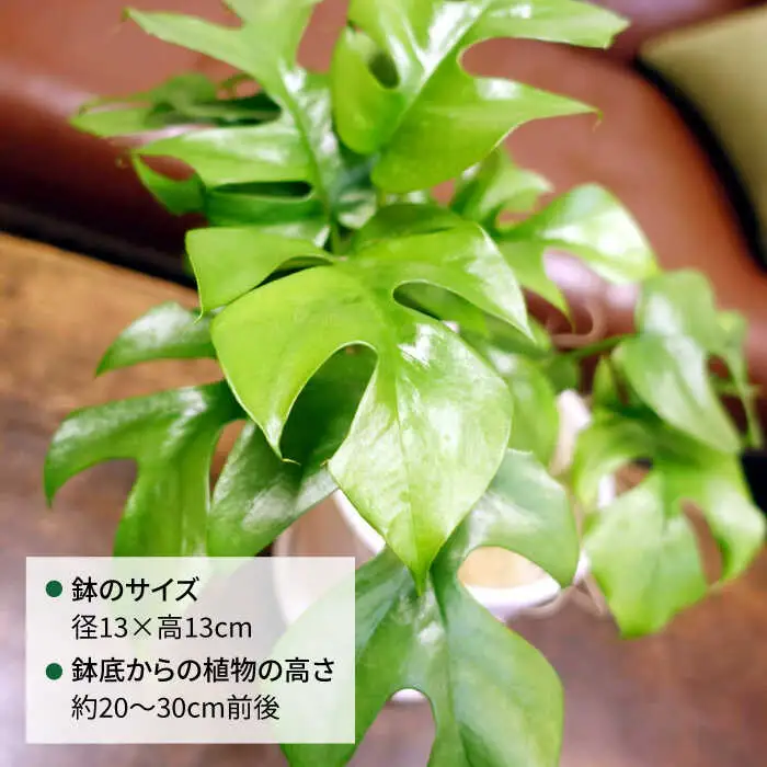 葉に切れ込みが入ったモンステラの小型品種『 ヒメ モンステラ 』  糸島市  / cocoha [AWB034] 観葉植物 インテリア 室内