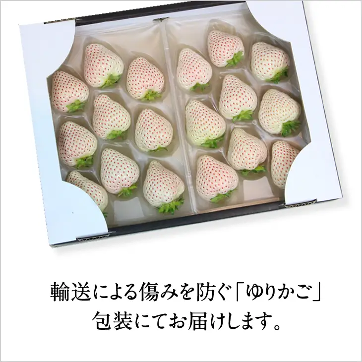 【先行予約】R9年1月中旬頃出荷開始 佐賀県産いちご 天使のいちご 240g X 2パック いちご 果物 B120-065