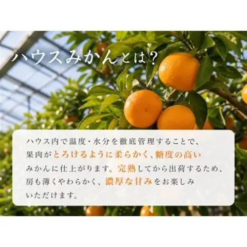 赤秀品　紀州和歌山ハウスみかん2.5kg【日高町】【1216957】