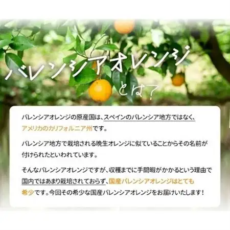 【2027年6月下旬頃発送】秀品　希少な国産バレンシアオレンジ　5kg【日高町】【配送不可地域：離島】【1216979】