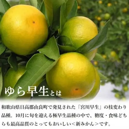 糖度11度以上!ゆら早生みかん「ゆらっ子」5kg(サイズ2S～M)【2026年10月中旬～順次発送】【1218292】