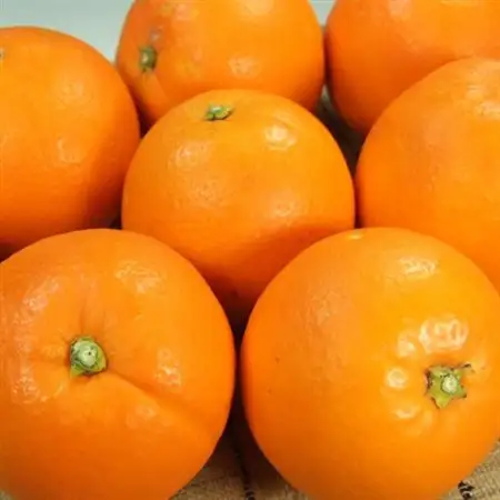 ネーブルオレンジ 秀品 [約4.5kg]和歌山県有田産春みかん (果実サイズおまかせ)【1223179】