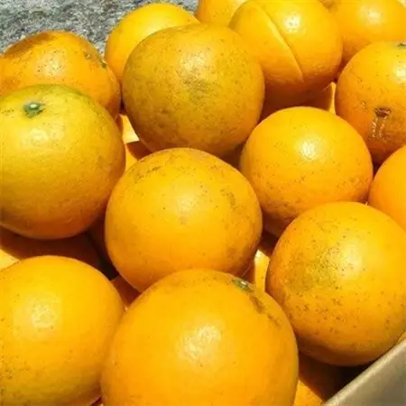 バレンシアオレンジ[約7kg]湯浅町田村産 春みかん(無選別・果実サイズ混合ご家庭用)【1284460】