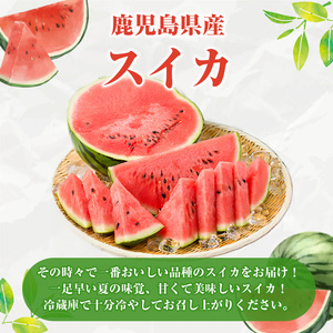 鹿児島県産 スイカ(2玉) 国産 果物 スイカ すいか 西瓜 ジュース スムージー 祭ばやし 縞王 紅まくら 黒小玉スイカ 期間限定【松永青果】akn053-31